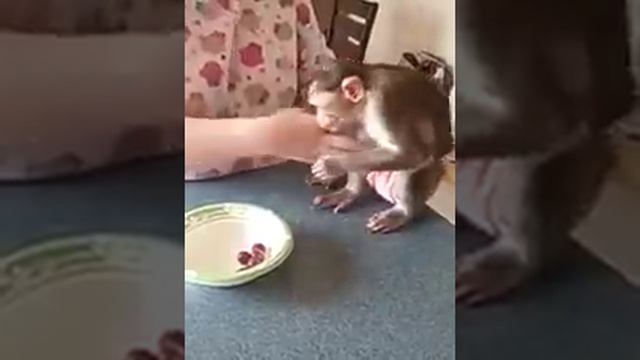 How I correct Paisley смотреть онлайн