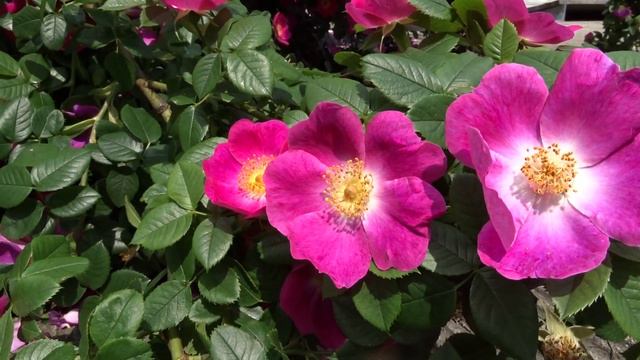 krása růží Rosa canina Kiese смотреть онлайн