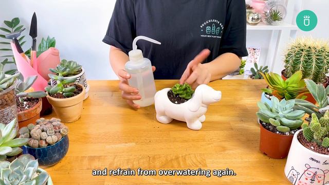 HOW TO SAVE OVERWATERED SUCCULENTS | SUCCULENT CARE TIPS