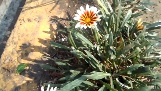 FLORES EN EL ASFALTO 70. Dormilona Margarita Africana Flor del Tesoro смотреть онлайн