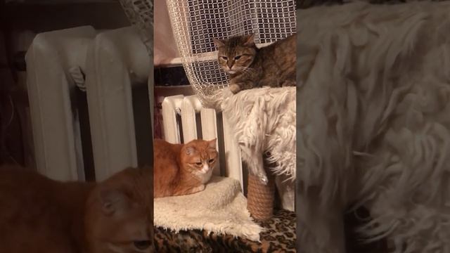 - дерево щастя, вкрите плодами : мандаринами, кокосами… смотреть онлайн