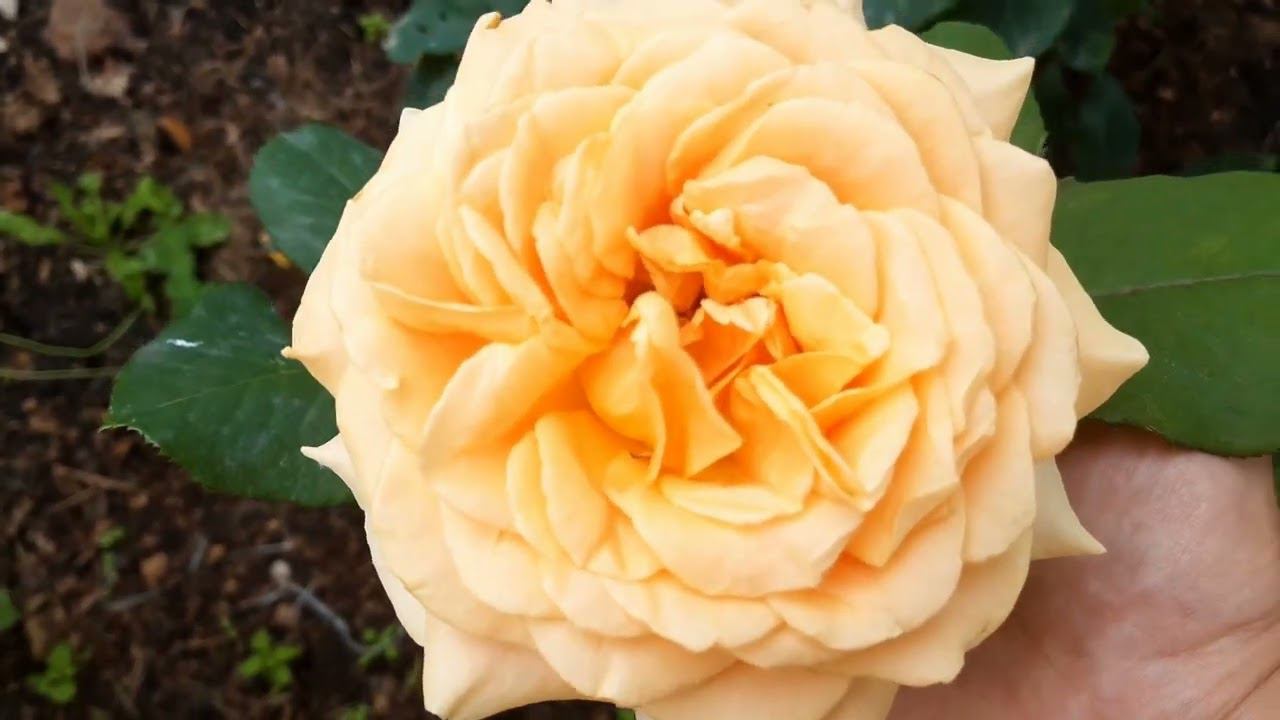 Обзор сада на начало августа смотреть онлайн