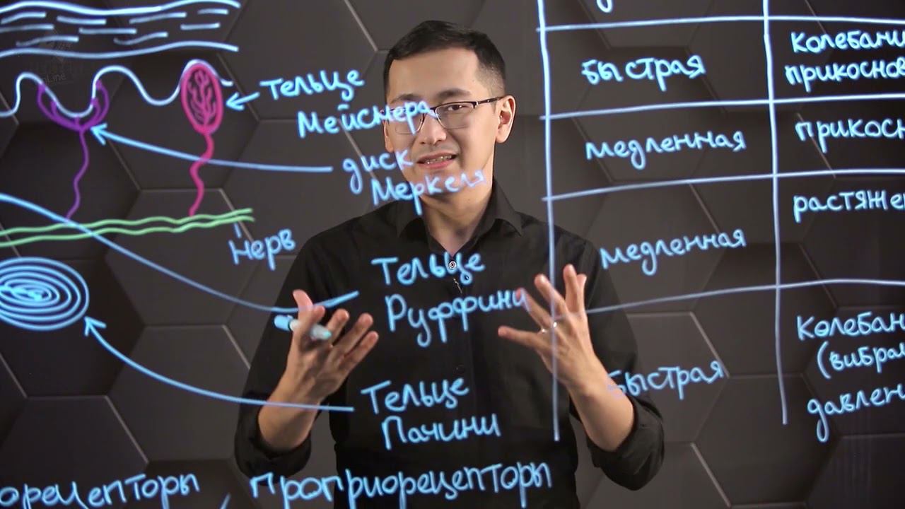 Виды механорецепторов. Реакция механорецепторов на изм. раздражителей на прим. телец Пачини.10 класс смотреть онлайн