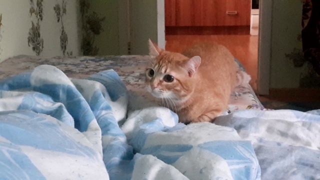 Рыжий охотник? смотреть онлайн