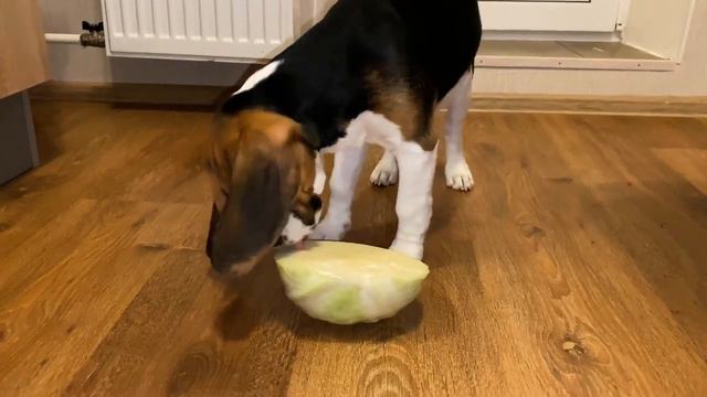 Щенок Обожает Капусту / Puppy Loves Cabbage смотреть онлайн