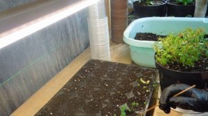 Биденс, черенкование