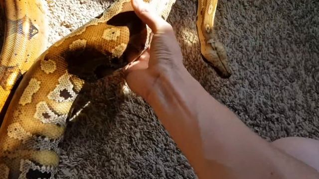 Blood Python vs Boa Constrictor part 5 смотреть онлайн