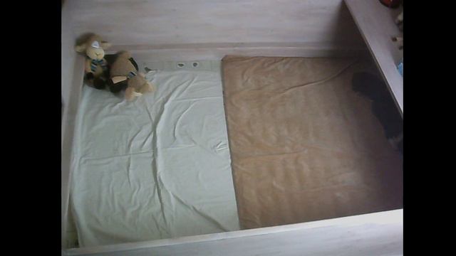 Щенки австралийской овчарки: растём, умнеем, хорошеем!