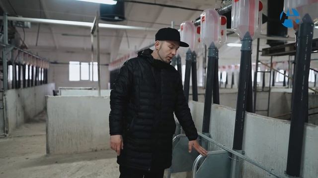 Система кормления супоросных свиноматок | АЛЬФАТЕХНОЛОГИИ смотреть онлайн