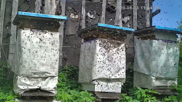 Объединение роев с неплодными матками. Налет роя на привитый рой с использованием аттрактанта. смотреть онлайн