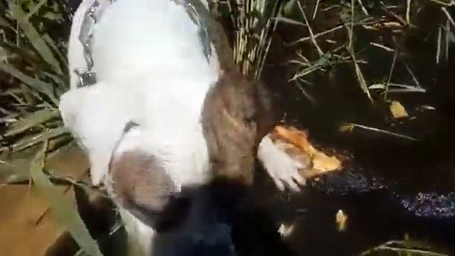 Американский бульдог Немного бобер смотреть онлайн