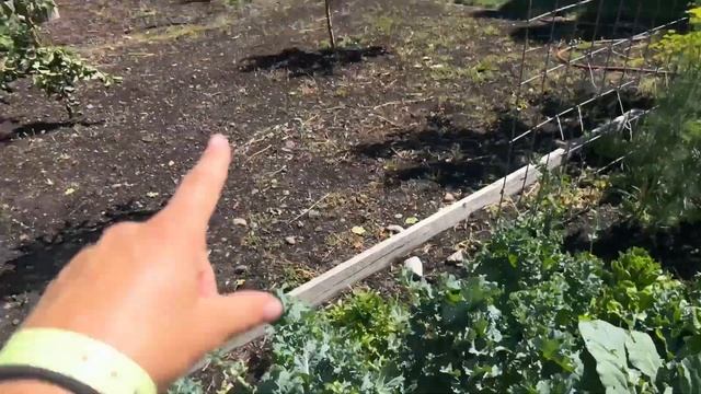 Succession Planting. Removing Stock and Ranunculus. Planting Dahlias In Garden Box. //FlowerFanatic смотреть онлайн