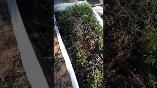 дача готова к зиме посадка моркови капусты и томатов под зиму смотреть онлайн