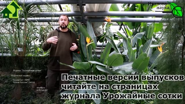 ТОМАТЫ "ПОСАДИЛ и ЗАБЫЛ". Как выбрать семена ленивых томатов. Низкие кустовые без пасынкования. смотреть онлайн