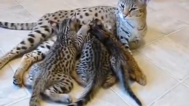 Котята саванна