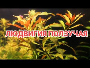 ЛЮДВИГИЯ ПОЛЗУЧАЯ. СОДЕРЖАНИЕ В АКВАРИУМЕ