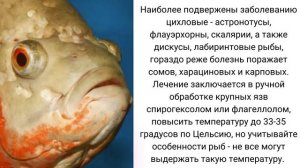 Болезни рыб. Как проявляются и чем лечить.