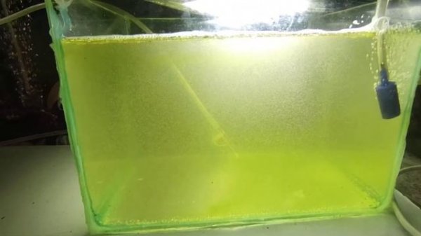 Выращивание половозрелой Артемии