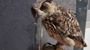 Рептилиум осень 2022. Завела новых питомцев для Хайпа! Сова Ёль не зря тренировалась сидеть на пне