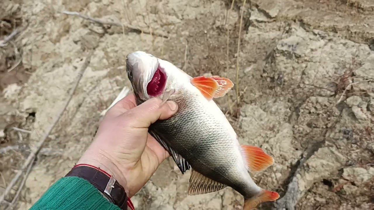 Ловлю рыбу руками. смотреть онлайн