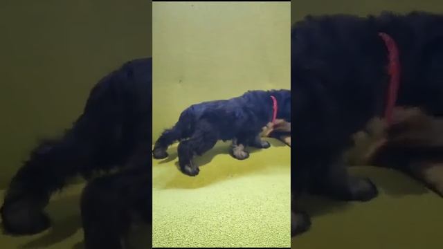 Видео Цвергшнауцера девочка черный с серебром. смотреть онлайн