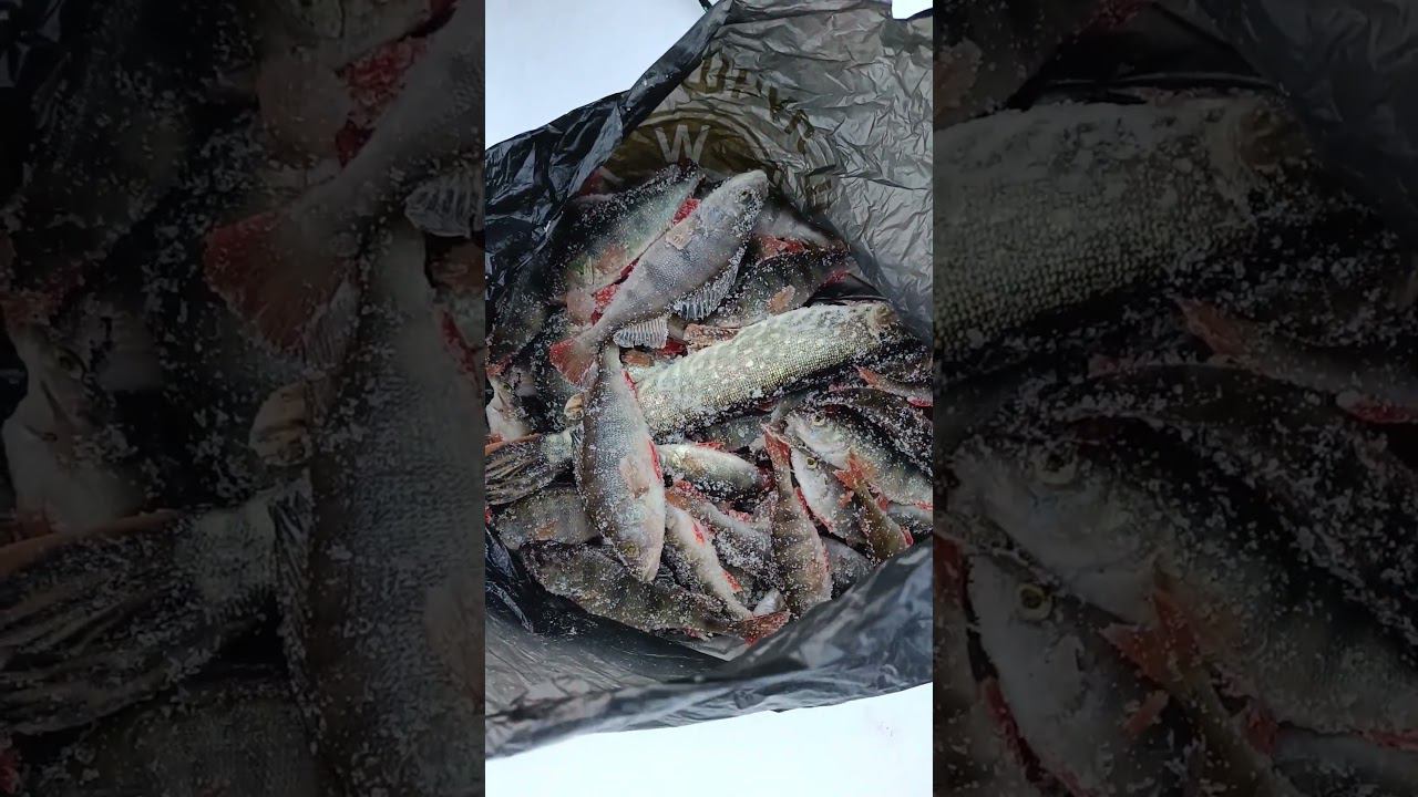 Рыболовная хроника смотреть онлайн