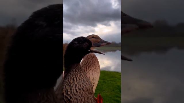 Как вам работа подсадных? 🦆🦆 #утки #охота #охотанауток #duck #hunting смотреть онлайн