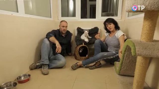 Как правильно выбрать когтеточку для кошки? Советы по выбору когтеточки смотреть онлайн