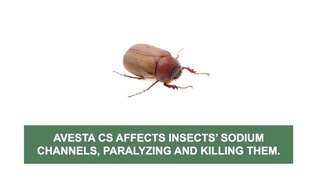 How to Use Avesta CS [Broad Label Residual Insecticide] смотреть онлайн