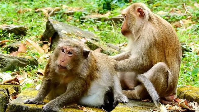 Big Teresa Monkey Got Best Grooming From Big Dashy Monkey , ASMR Grooming