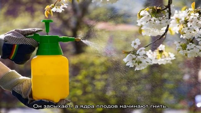 Чем опрыскивать орех весной от болезней и вредителей смотреть онлайн