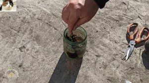 Как развести Фитоспорин для обработки почвы осенью