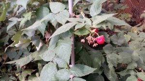 Малина сорт ГЕРАКЛ плодоношение!!! Рекомендую!!!