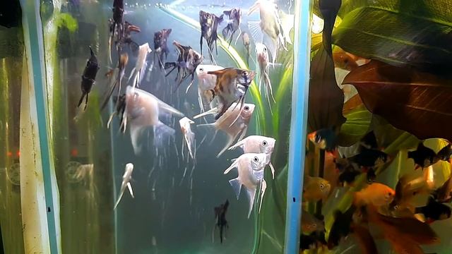 Наличие рыбки на 21.12. 2019 смотреть онлайн