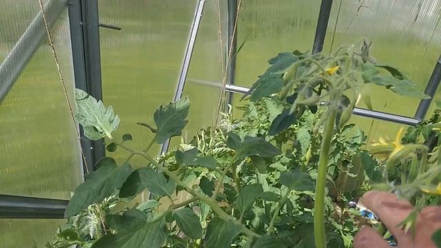 Томат Благовест F-1 смотреть онлайн