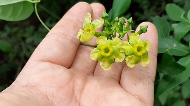 Prestonia cyaniphylla - Flora argentina - plantas silvestres - Wild plants смотреть онлайн