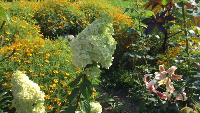 ??Чудесный лесной уголок??на даче у моей подруги Натальи??