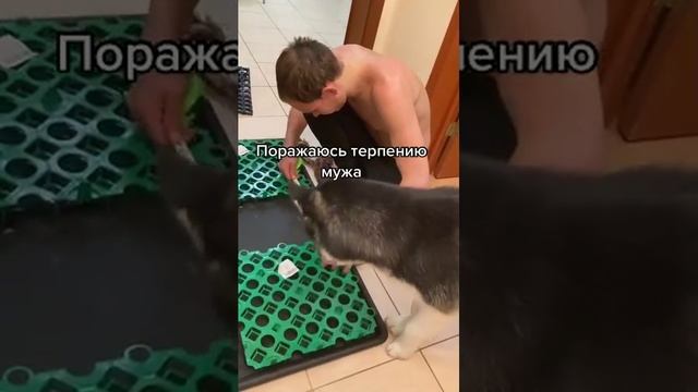 Видео,приколы,юмор,смех смотреть онлайн