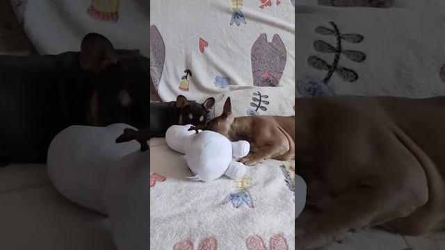 Щенки французского бульдога Тэй и Юша. 😍 Дед Мороз принес новую игрушку 🤗 смотреть онлайн