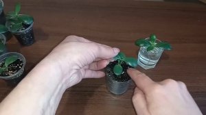 Размножение денежного дерева. 3 способа.