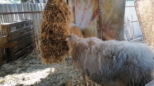 Рептух для овец, Катумские в линьке