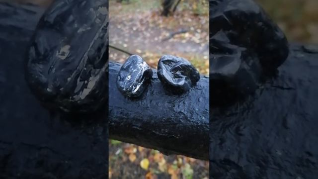 Ⓜ️Чёрный Турмалин?️ Освободитель✨Магические Свойства смотреть онлайн