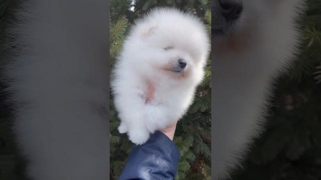 Плюшевый мишка шпица, продаётся ! смотреть онлайн