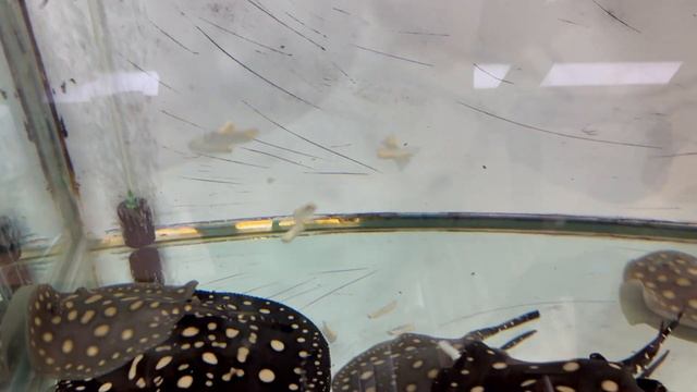 Какой выводок шустрее? Едим рыбку