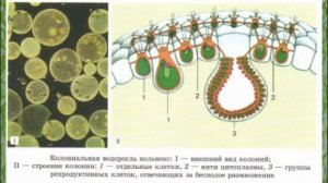 Биология 10 кл Проф уровень §29 Организм как единое целое
