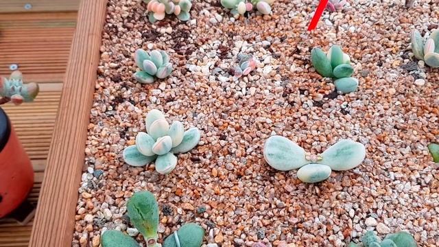 (ENG)방울복랑금! 다육식물 재테크 Invest Succulent Variegated Cotyledon Orbiculata (多肉植物)(たにくしょくぶつ)