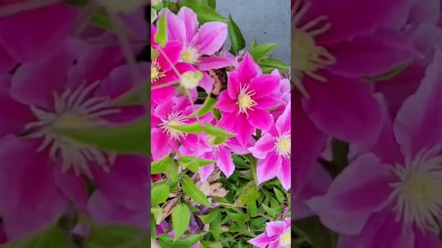 Beautiful Clematis in my garden #happy #garden #flowers смотреть онлайн