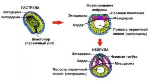 Зародышевые листки: эктодерма, энтодерма, мезодерма