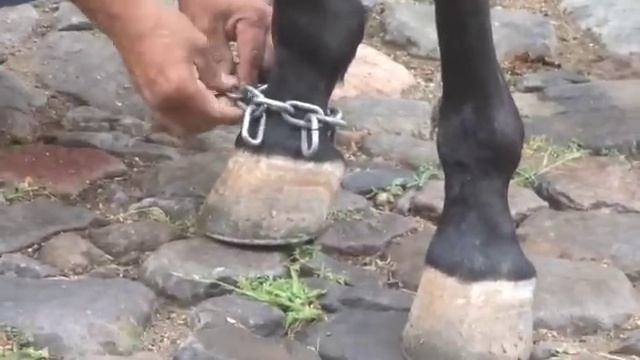 Experimenta: Dancing horse смотреть онлайн