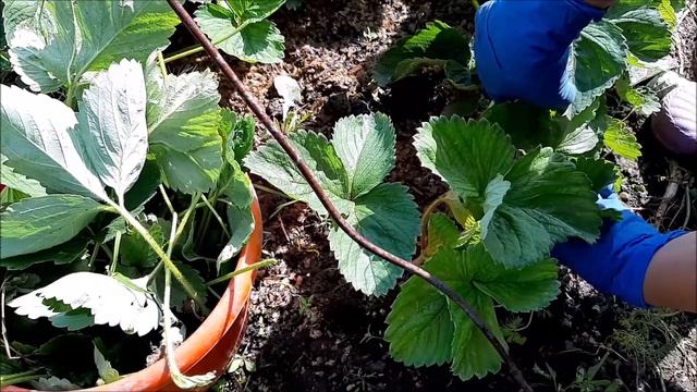 Уход за садовой клубникой после сбора урожая. Нельзя затягивать с обрезкой листьев.